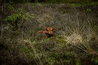 Schotse hooglander baby