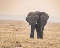Grote olifant op savanne in pastelkleuren | Afrika Wildlife