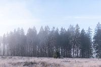 Photo de paysage Hautes Fagnes