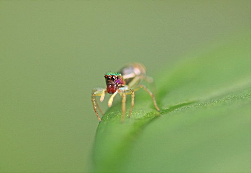 Salticidae Spinne III von Iris Volkmar