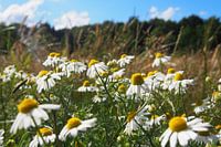 Kamille in het veld