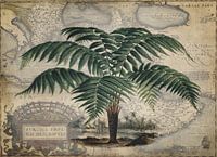 Tree Fern Dicksonia Chrysotricha