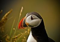 Papegaaiduiker in IJsland