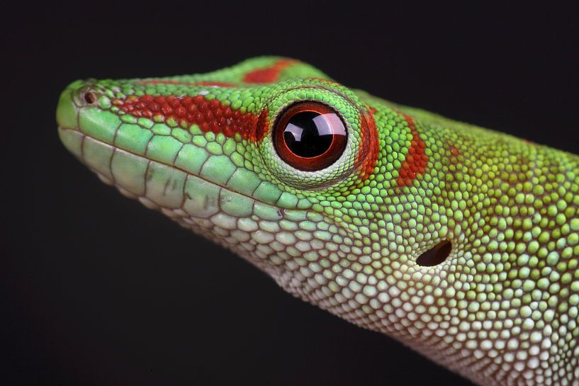 Gecko diurne de Madagascar (Phelsuma madagascariensis) par Ronald Pol