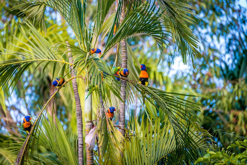 Beautiful Australian birds with yellow, blue and green feathers by Troy Wegman