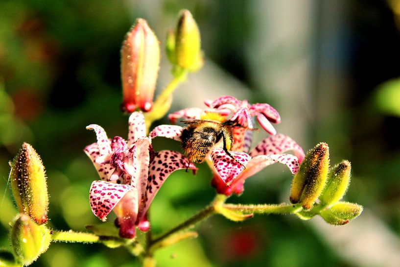 Bijtje von Ilona Beekman