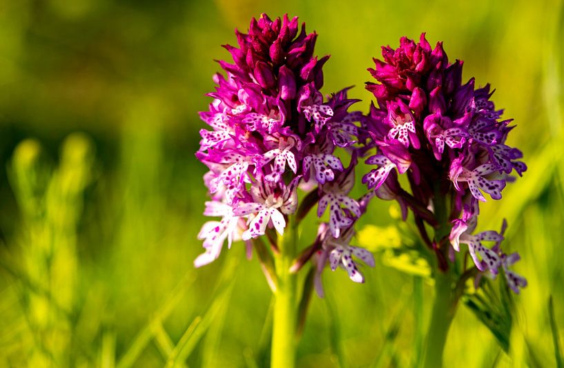 In delicate bloom - quiet beauties in the meadow by Fototante