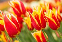 Geel rode tulpen