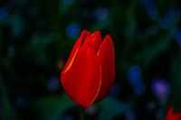 Tulpe
