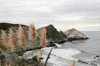Pluimen wiegen in de wind. Uitzicht over de kust bij Big Sur