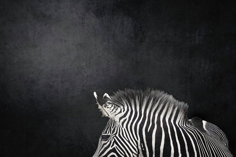Striped Grace Zebra against a Dark Background by Femke Ketelaar