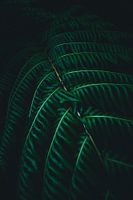 Randonnée à Madère