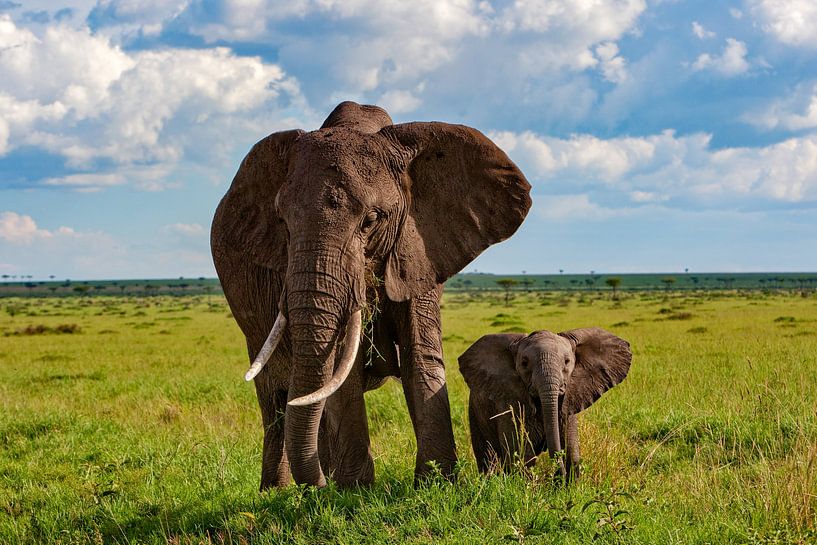 Mama Elefant mit Kleinem von Peter Michel
