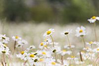 Field of daisies