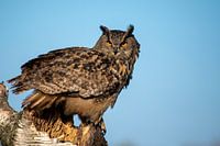 Ein schöner Uhu, der mit seinen orangefarbenen Augen direkt in dein Zimmer schaut!