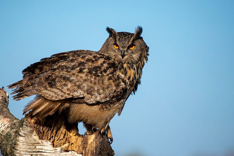 Ein schöner Uhu, der mit seinen orangefarbenen Augen direkt in dein Zimmer schaut! von Chantalla Photography
