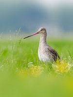 Black-tailed godwit