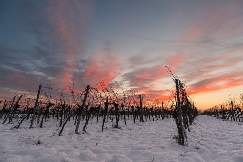 Weingarten bei Sonnenuntergang von AK - Night and Day Photography