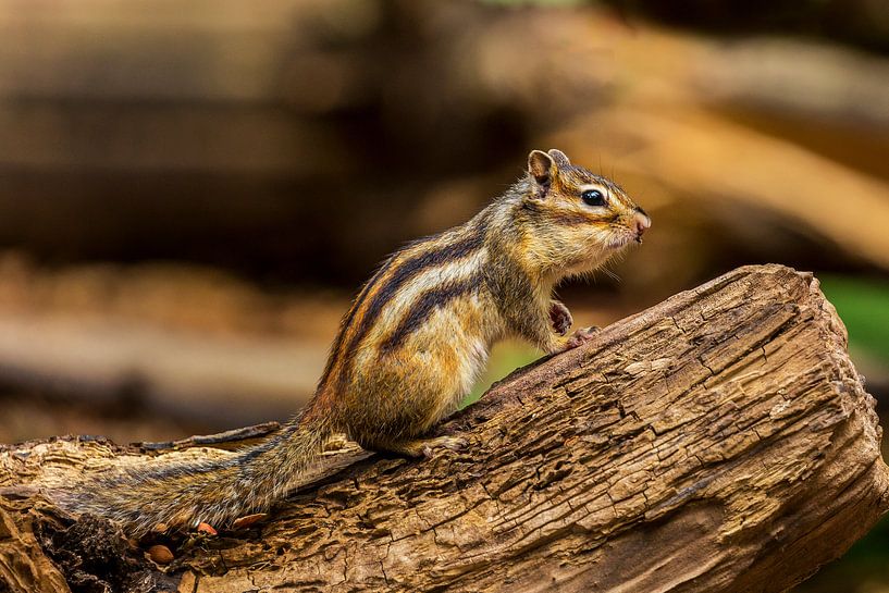The Siberian ground squirrel (Tamias sibiricus) by Carola Schellekens