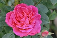 Rose dans la lumière du soir