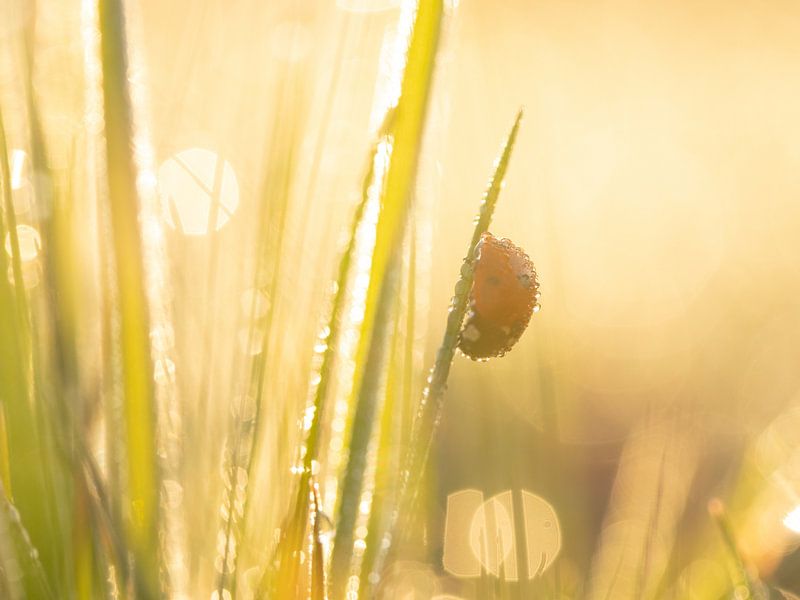 Ladybird in the morning light by Maaike Munniksma