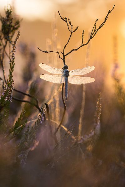 zuidelijke heidelibel bij zonsopkomst par Francois Debets