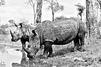 Duo de rhinocéros blancs 
