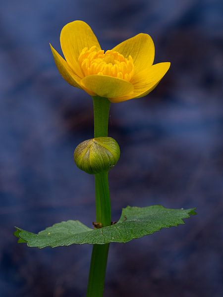 Marsh marigold by Andreas Müller