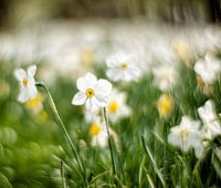 Strahlender Frühling