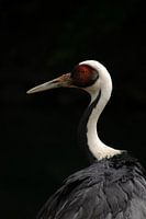 The elegance of the white-necked crane