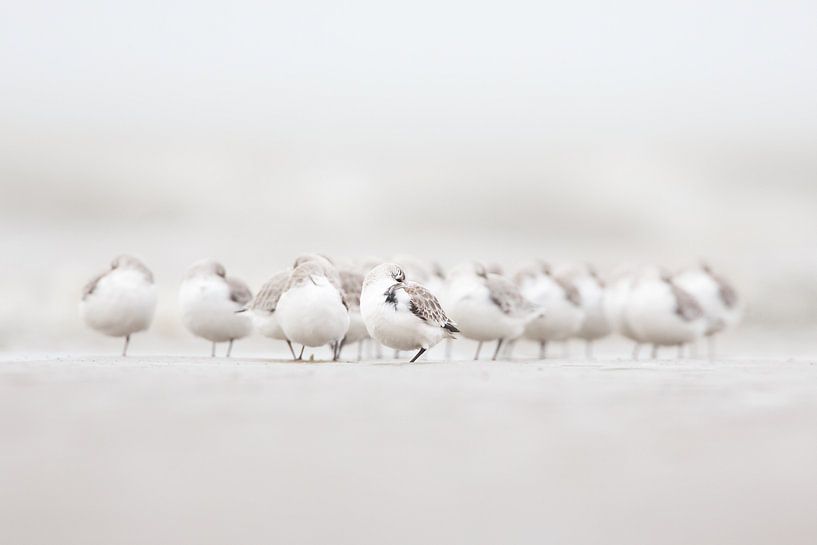 Totale Ruhe... von Pim Leijen