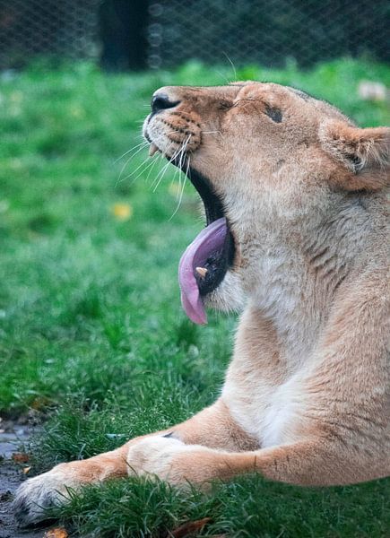 Leo par Danique Verweij