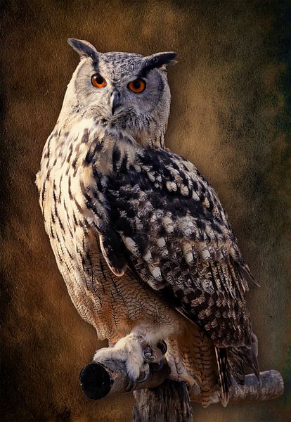 Porträt einer Eule von Bert Hooijer