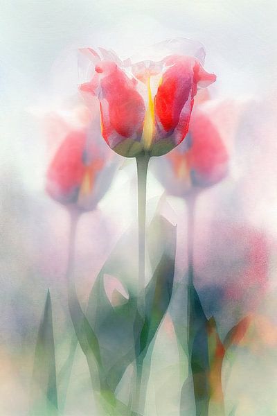 Tulipes dans le brouillard par Bert Nijholt