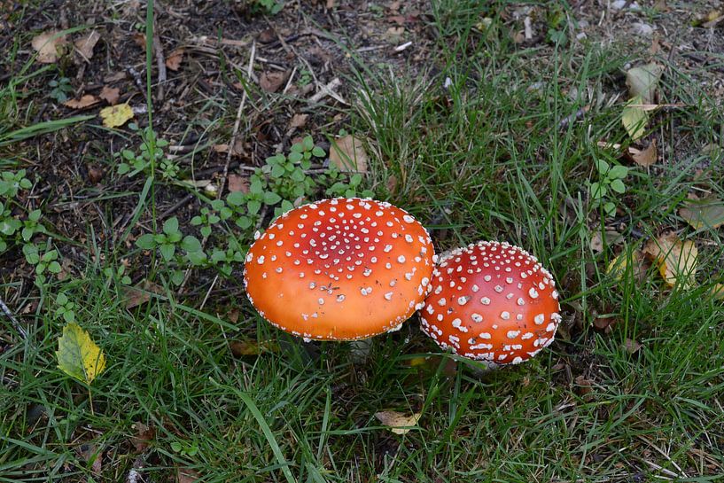 paddestoel onder de struiken bij  ons vakantiehuisje von tiny brok
