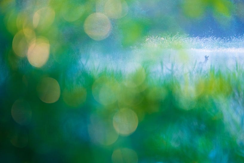 Kreatives Frühlingsfoto eines Rehs in einem offenen Feld von Nature in Stock