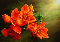 Zuidenwindlelie oranje - Ornithogalum dubium3752
