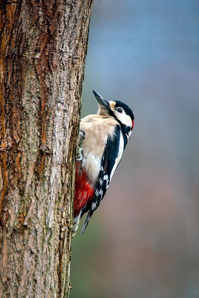 Specht von Humphry Jacobs