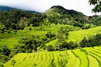 Reisfelder in der nepalesischen Annapurna-Region