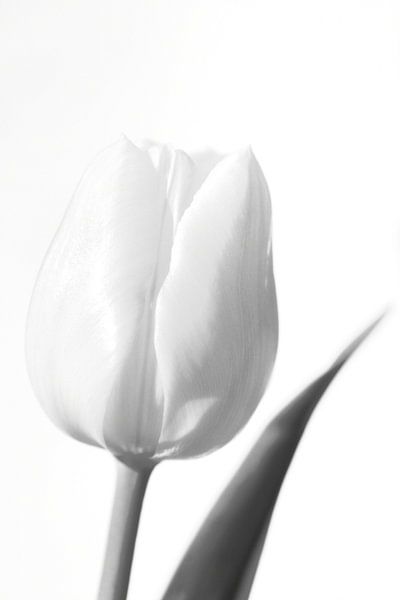 Witte tulp in zwart wit van Gonnie van de Schans