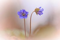 Zarte Leberblümchen im weichen Bokeh.