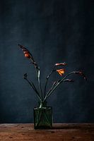 Photo orange flower against dark blue background