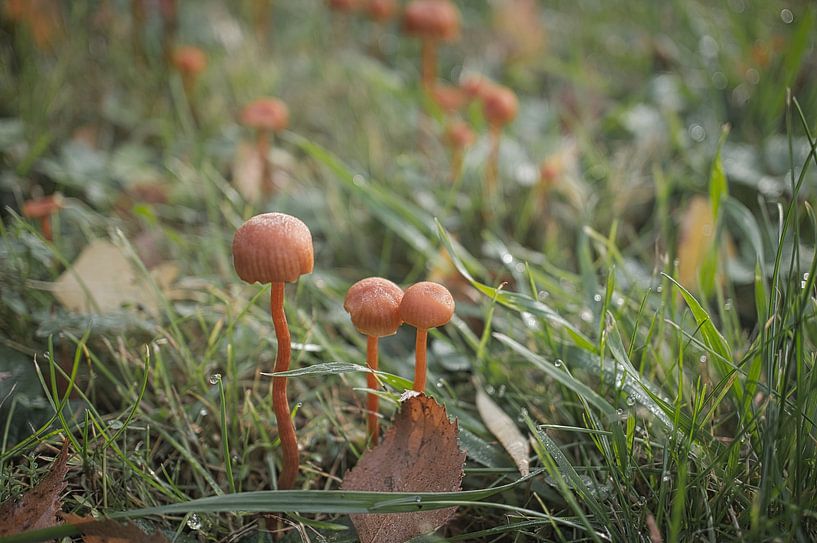 Champignons tendres en filets sur le sol de la forêt par Martin Köbsch