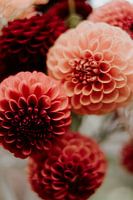 Dahlia in Vase, Still Life, Flowers, Autumn, Netherlands, Warm Colours