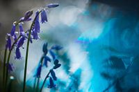 Schnee in den Niederlanden