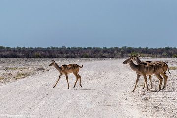 Crossing kudu's  von Sander RB