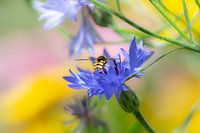 Hoverfly on cornflower
