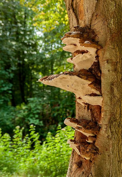 Lakzwammen von Maarten Verhees