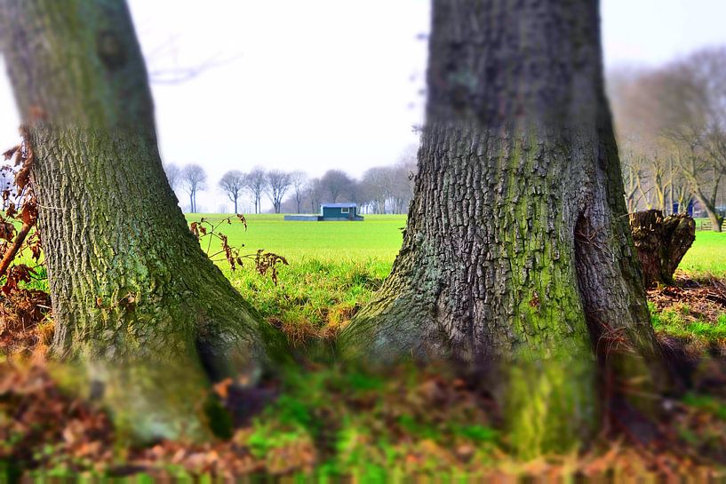 Tree View by Edgar Schermaul