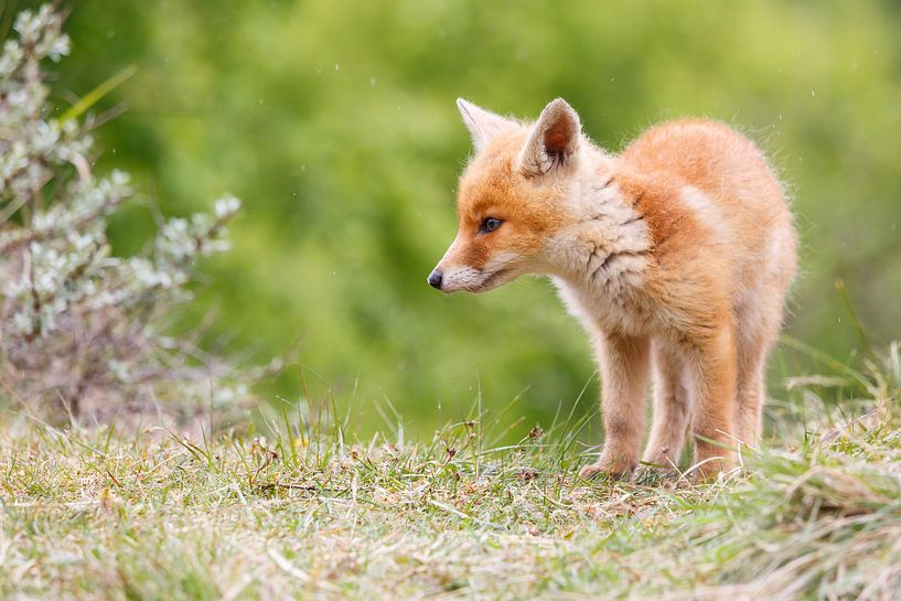 Jeune renard par Pim Leijen